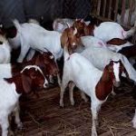 Nông dân Hà Tĩnh làm giàu từ mô hình nuôi dê Boer