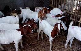 Nông dân Hà Tĩnh làm giàu từ mô hình nuôi dê Boer