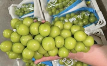 Nho sữa Trung Quốc ở Thái tồn dư thuốc trừ sâu, người tiêu dùng Việt lo lắng