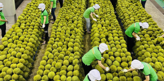 Xuất khẩu rau quả dự kiến đạt 7,2 tỷ USD