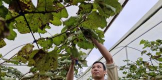 Người đàn ông đưa cây “quý tộc” về miền núi… làm giàu