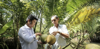 Loạt thách thức của cây dừa trước ngưỡng cửa “cây tỷ USD”