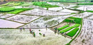 7 địa phương đã hoàn thành lấy nước gieo cấy vụ Đông Xuân