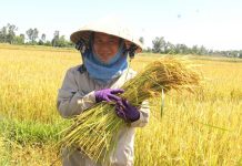 Cần Thơ: Sản lượng lúa đạt gần 1,4 triệu tấn