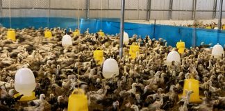 Cơ hội phát triển chăn nuôi theo tín hiệu thị trường