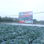 Bắp cải trồng theo kiểu Nhật Bản, nông dân không phải lo đầu ra