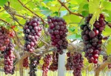 Sơn La: Nhiều mô hình trồng cây ăn quả thu nhập 400 triệu đồng/ha