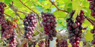 Sơn La: Nhiều mô hình trồng cây ăn quả thu nhập 400 triệu đồng/ha