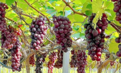 Sơn La: Nhiều mô hình trồng cây ăn quả thu nhập 400 triệu đồng/ha