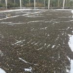 Hồ tiêu bị nhiễm chất sudan: Cảnh báo và giải pháp