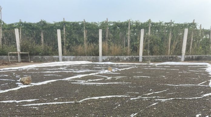 Hồ tiêu bị nhiễm chất sudan: Cảnh báo và giải pháp