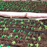 Đề xuất đình chỉ mã vùng trồng sâm Ngọc Linh nuôi cấy mô tại Kon Tum