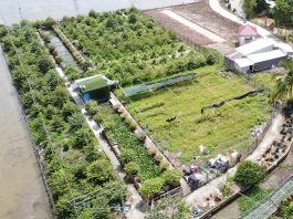 Lão nông tỷ phú Cần Thơ làm giàu từ lúa giống và chuyện giúp người ai cũng nể