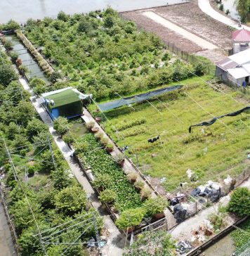 Lão nông tỷ phú Cần Thơ làm giàu từ lúa giống và chuyện giúp người ai cũng nể