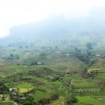 Thôn vùng cao ở Lào Cai, trước chìm trong hoa anh túc nay trồng lúa, ngô, cây ăn quả mà giảm nghèo làm giàu