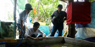 Làm giàu khác người: Phất lên nhờ nuôi cá cảnh nước mặn