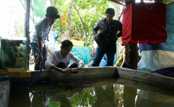 Làm giàu khác người: Phất lên nhờ nuôi cá cảnh nước mặn