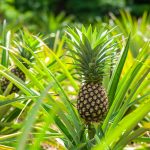 Biến lá dứa, xơ mướp thành chất liệu xanh: Cơ hội cho thời trang Việt