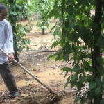 Làm giàu từ dó bầu – tiêu – điều