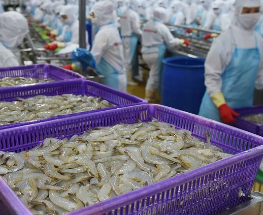 VASEP: Xuất khẩu tôm sang EU có thể tăng chậm lại từ 2026