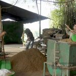 Trang trại nấm hương “khủng” ở Cao Bằng, bất ngờ nhất là trồng nấm hương trái vụ, cả làng phục lăn