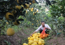 Cách làm giàu của “phù thủy” bưởi Diễn