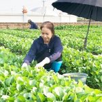 Xây dựng người nông dân Thủ đô thời kỳ mới