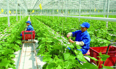 Từ 1/7 – dự án nông nghiệp hữu cơ được vay 70% vốn mà không cần thế chấp