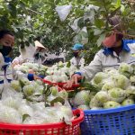 Từ phế phẩm nông nghiệp – nâng tầm thành sản phẩm OCOP