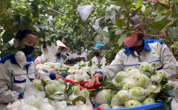 Từ phế phẩm nông nghiệp – nâng tầm thành sản phẩm OCOP