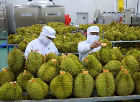 Xuất khẩu sầu riêng lập kỷ lục mới, vượt 3,3 tỷ USD