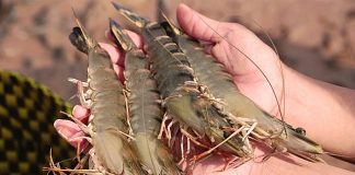 Tăng cường hiệu quả kiểm soát chất lượng, an toàn thực phẩm thủy sản