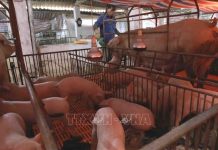 Giám sát chặt, không để xảy ra tình trạng giấu dịch tả lợn châu Phi