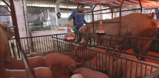 Giám sát chặt, không để xảy ra tình trạng giấu dịch tả lợn châu Phi