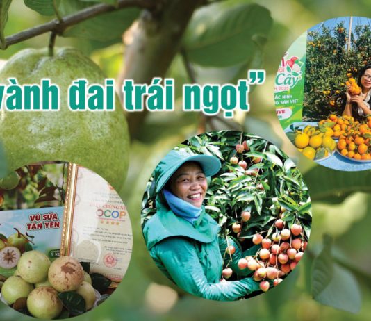 Chuyến du hành giữa sắc xanh và hương trái ở đất Kinh Bắc