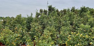 Làng quất Tứ Liên rộn ràng vào vụ Tết