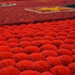 Giữ lửa nghề trăm năm giữa nhịp sống hiện đại