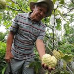 Bí quyết làm giàu: Nhân giống na hoàng hậu thu lãi khủng