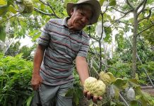 Bí quyết làm giàu: Nhân giống na hoàng hậu thu lãi khủng