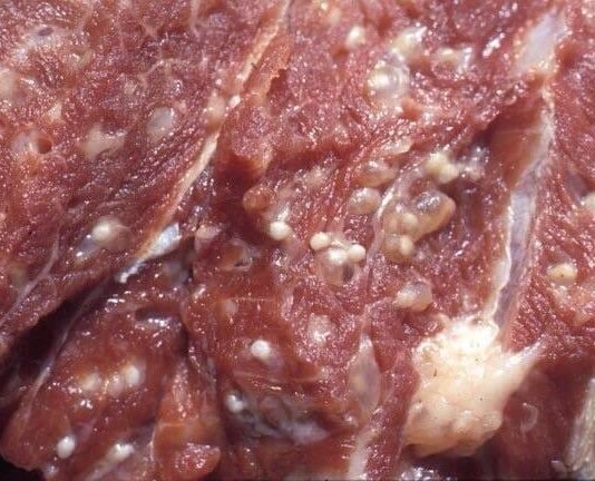 Từ hơn 120 tấn thịt lợn bệnh: Khi “lỗ hổng” kiểm soát đe dọa người tiêu dùng