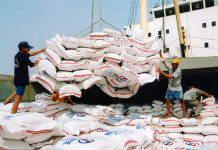 Tái cấu trúc để gạo Việt cất cánh trong năm 2026