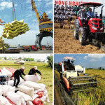 Gạo Việt mở rộng thị trường chất lượng cao