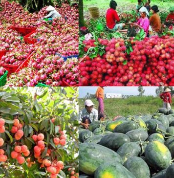 Trung Quốc chi 5,5 tỷ USD nhập khẩu rau quả Việt Nam