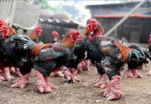 Đặc sản gà Đông Tảo hút khách dịp Tết