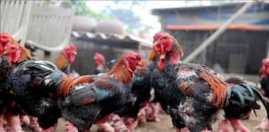 Đặc sản gà Đông Tảo hút khách dịp Tết