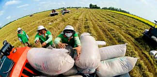 Xuất khẩu gạo đầu năm 2026 đối mặt thách thức