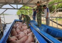 Tăng cường kiểm soát, ngăn chặn hoạt động vận chuyển trái phép lợn qua biên giới
