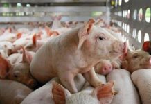 Nhu cầu tiêu dùng thực phẩm dịp Tết Nguyên đán tăng 10 – 15%, nguồn cung đảm bảo