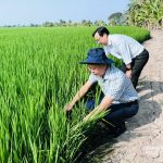 Đề án 1 triệu hecta lúa: Đi đúng hướng, kết quả tích cực