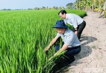 Đề án 1 triệu hecta lúa: Đi đúng hướng, kết quả tích cực